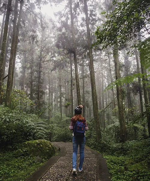 nature walk at athirappilly